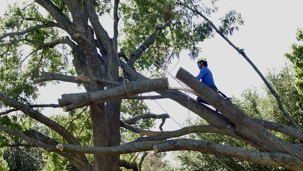 Professional Hazardous Tree Removal performed by certified arborists in Ansley